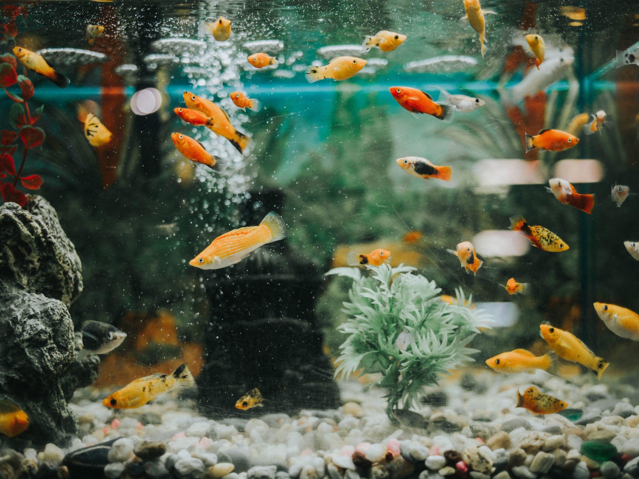 Read more about the article HOW TO TRANSPORT AQUARIUM TO A NEW PLACE CORRECTLY