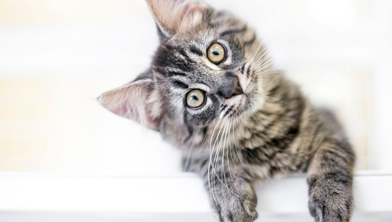 Read more about the article What does moving mean for your cat?